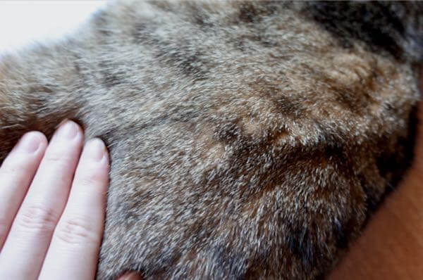 バイオガンス猫用シャンプー後の被毛