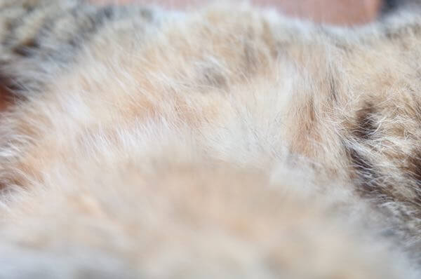 バイオガンス猫用シャンプー後のお腹の被毛